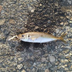 アジもガシラも小さい